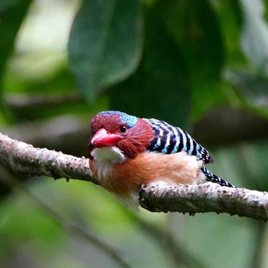 Banded Kingfisher - ML626878629