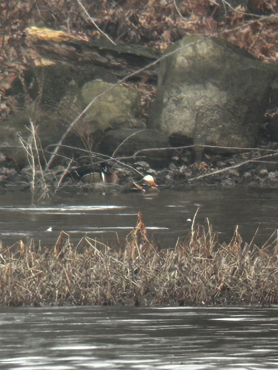 kachnička mandarínská - ML626878646