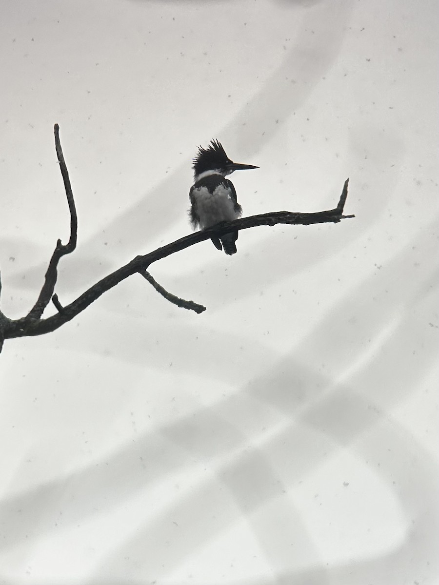 rybařík pruhoprsý - ML626878685