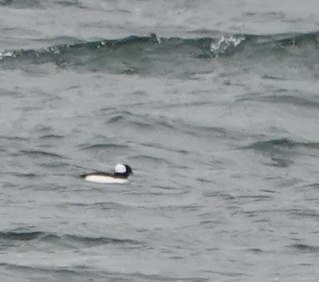Bufflehead - ML626878853