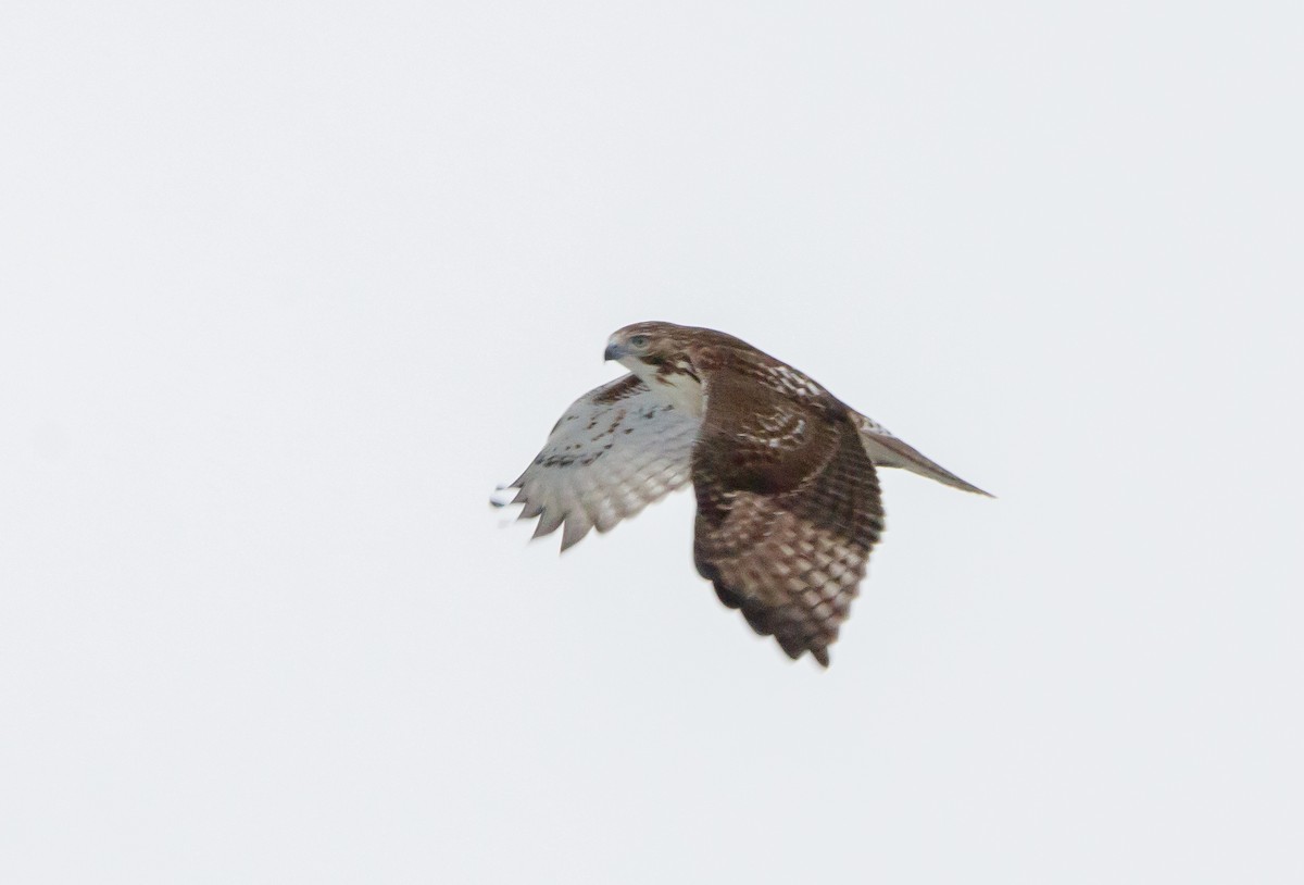 Red-tailed Hawk - ML626878854