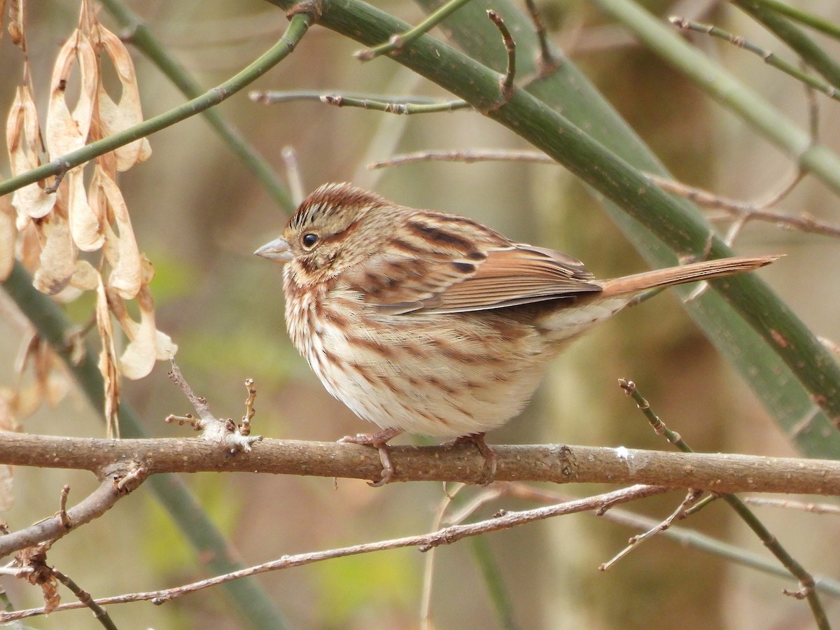 Song Sparrow - ML626878869