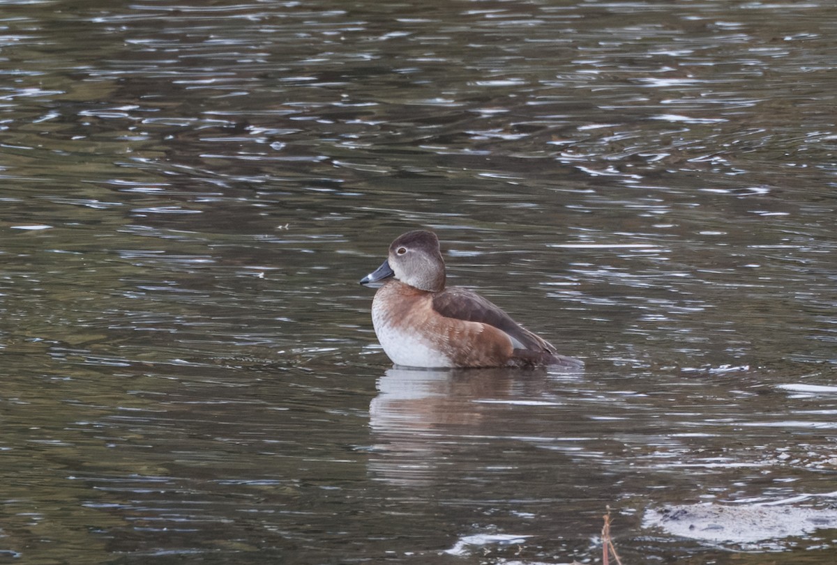Ring-necked Duck - ML626878912