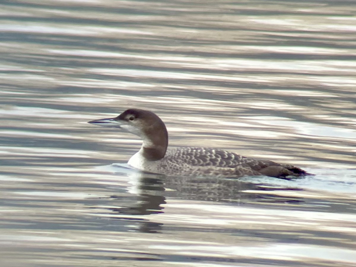 potáplice lední - ML626879049