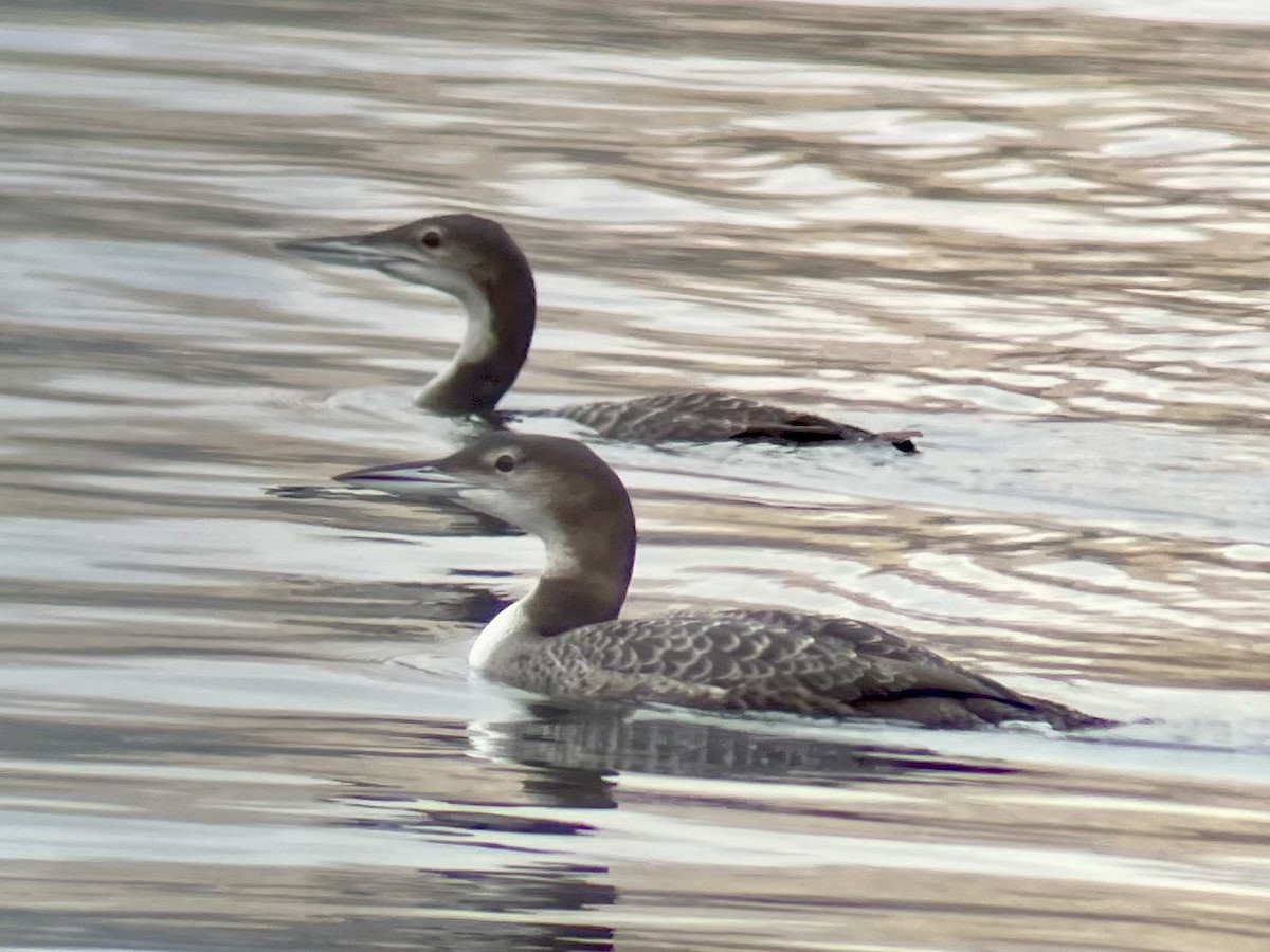 potáplice lední - ML626879050