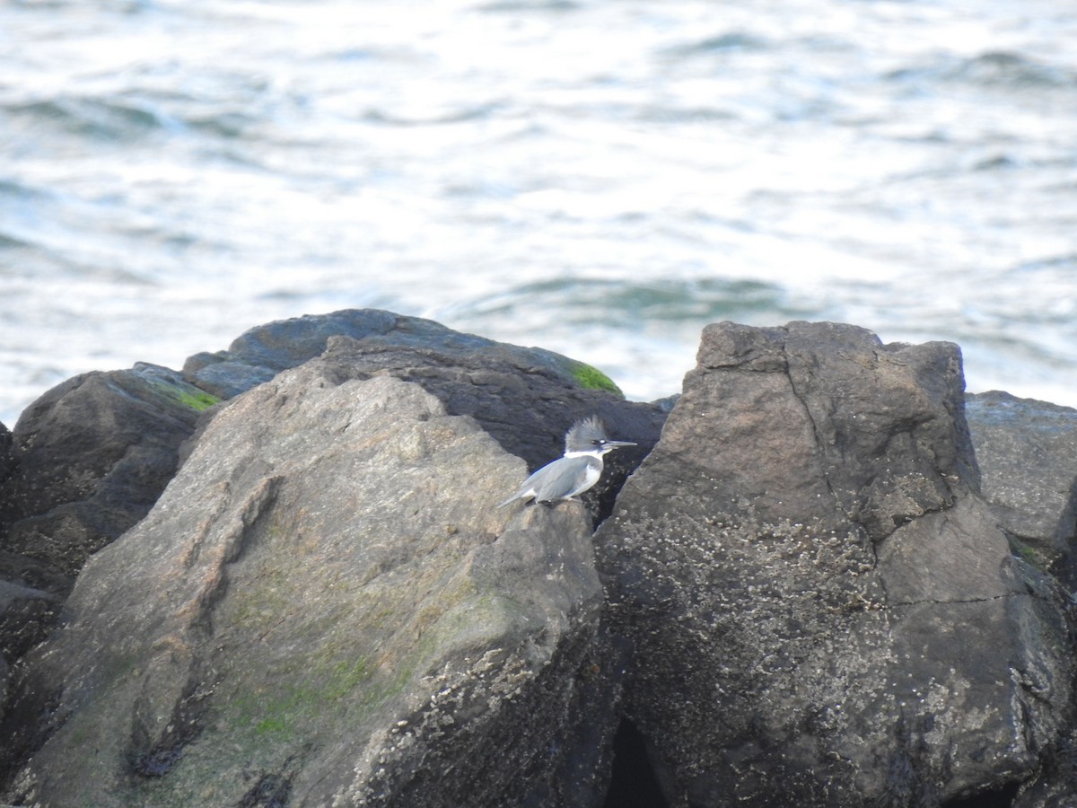 Belted Kingfisher - ML626879417