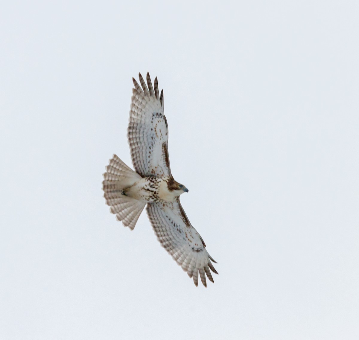 Red-tailed Hawk - ML626879544