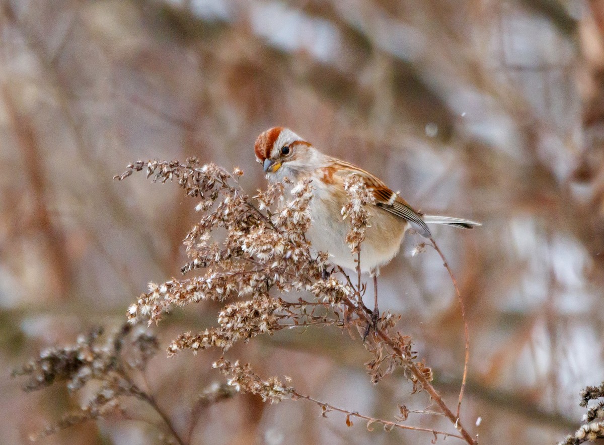 American Tree Sparrow - ML626879712