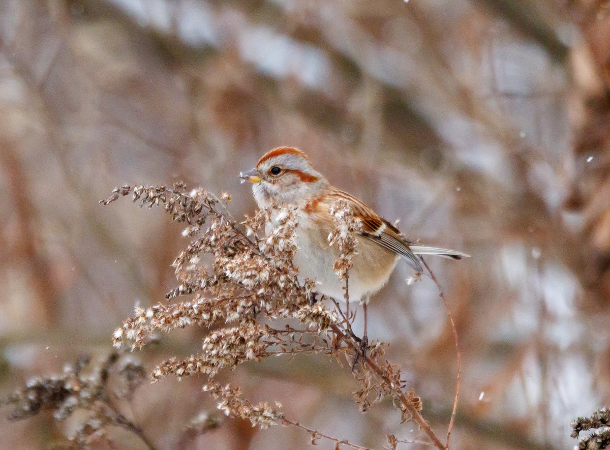 American Tree Sparrow - ML626879762