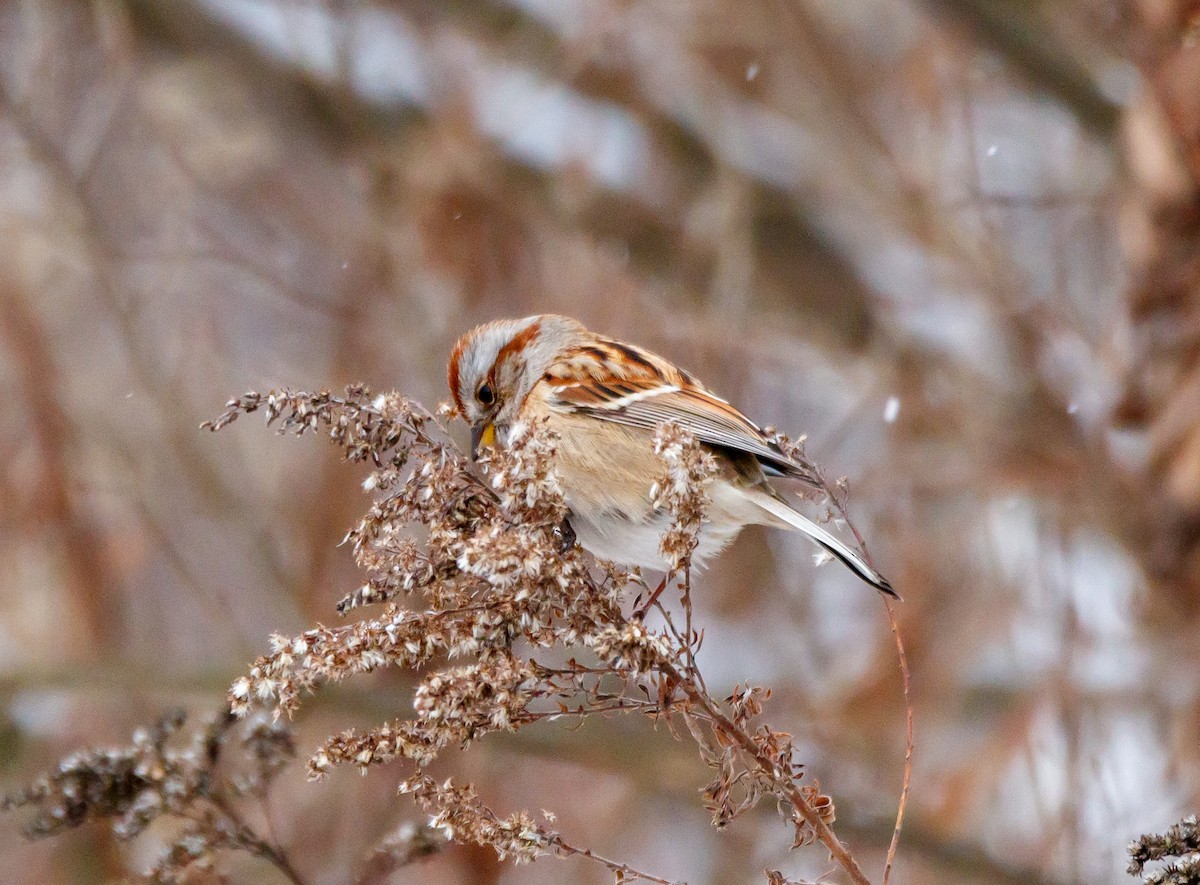 American Tree Sparrow - ML626879789