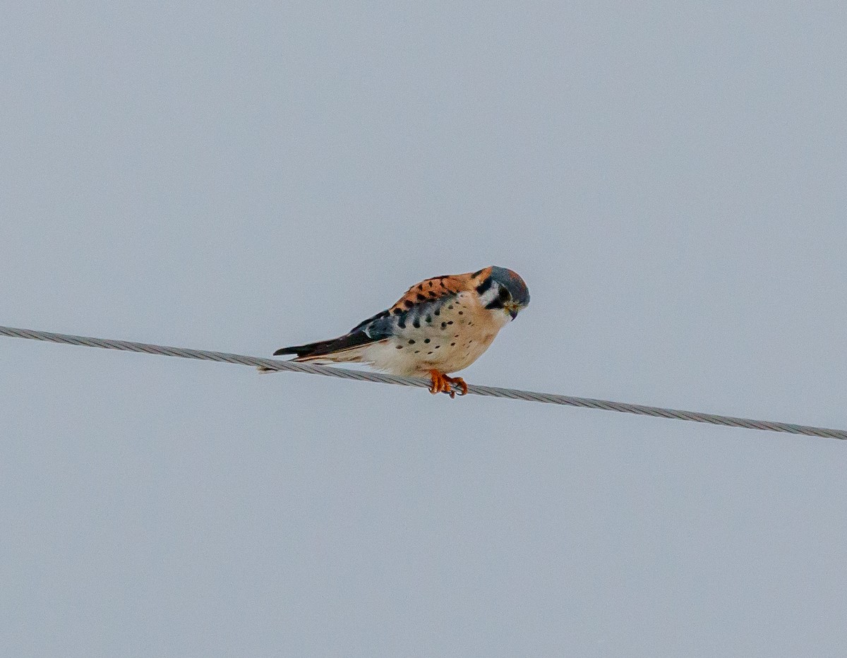 American Kestrel - ML626879936