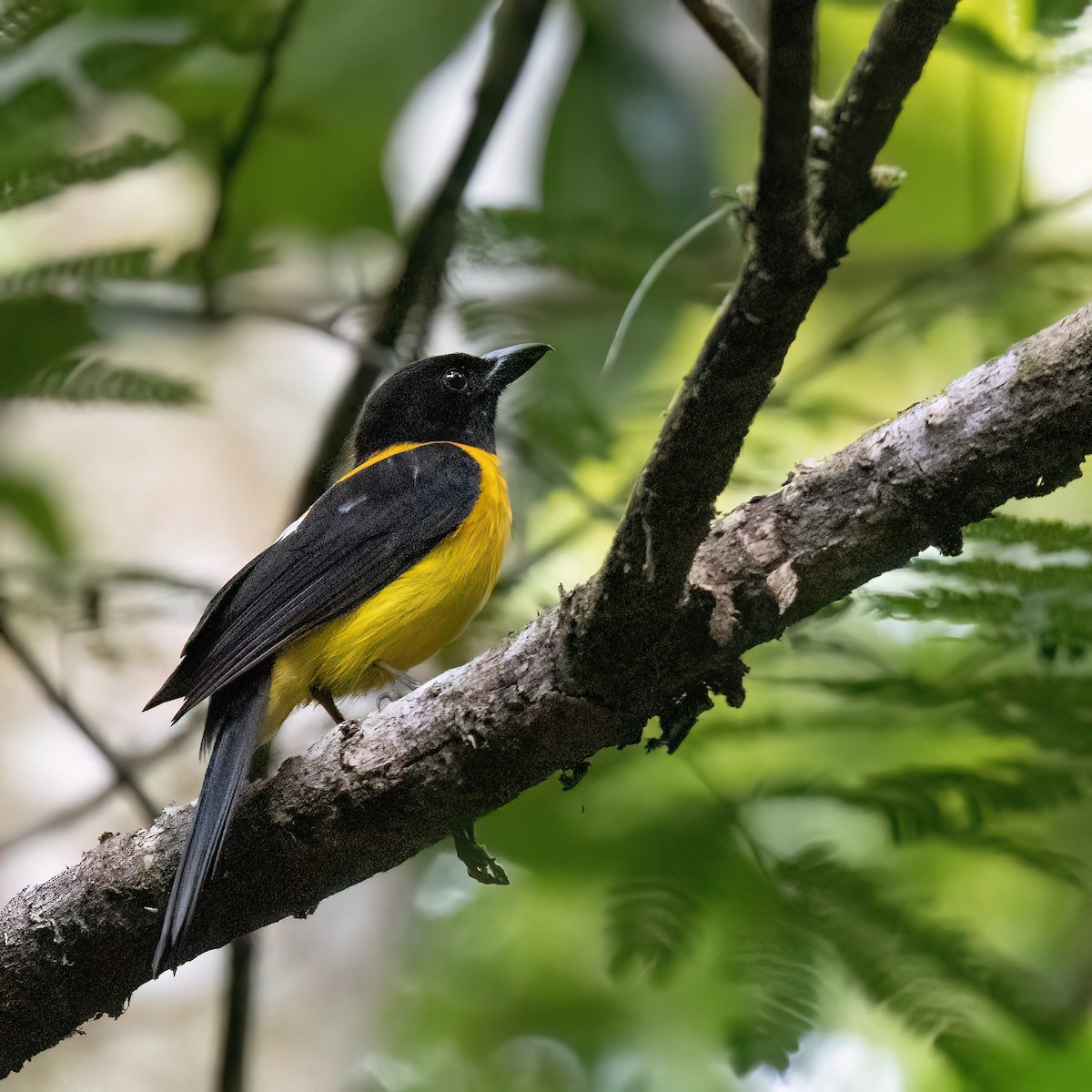Black-throated Shrike-Tanager - Liz Jaffin
