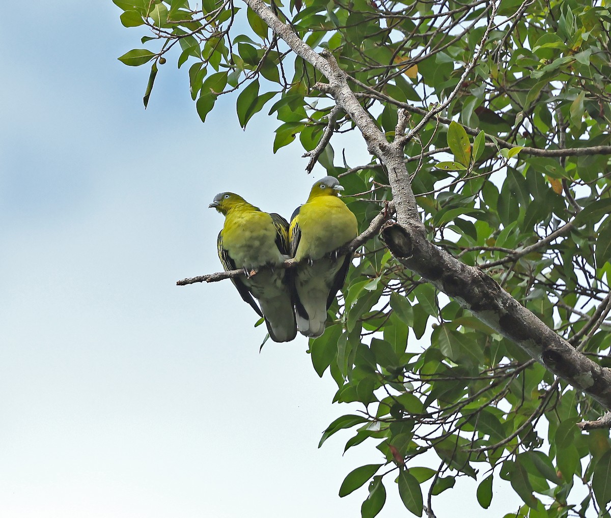 Buru Green-Pigeon - ML626880094