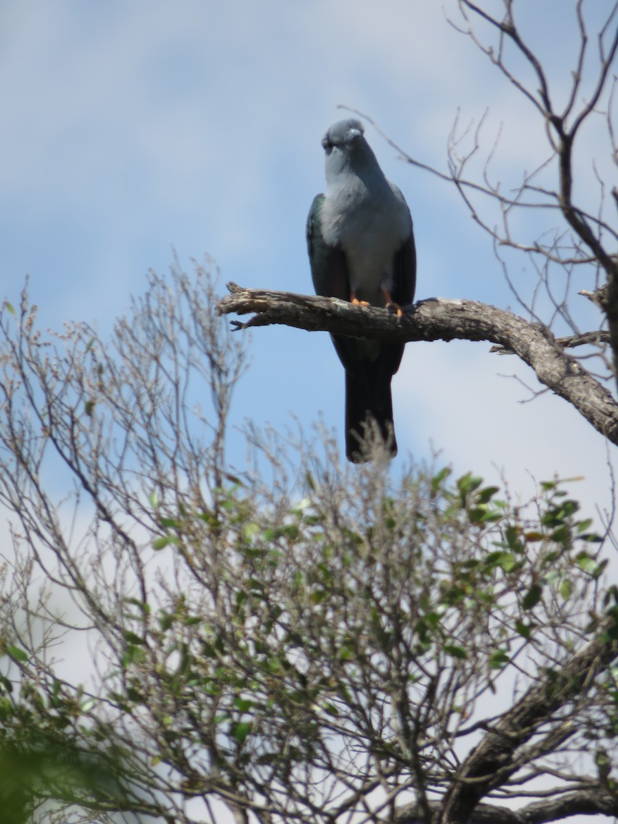 Cuckoo-roller - ML626880116