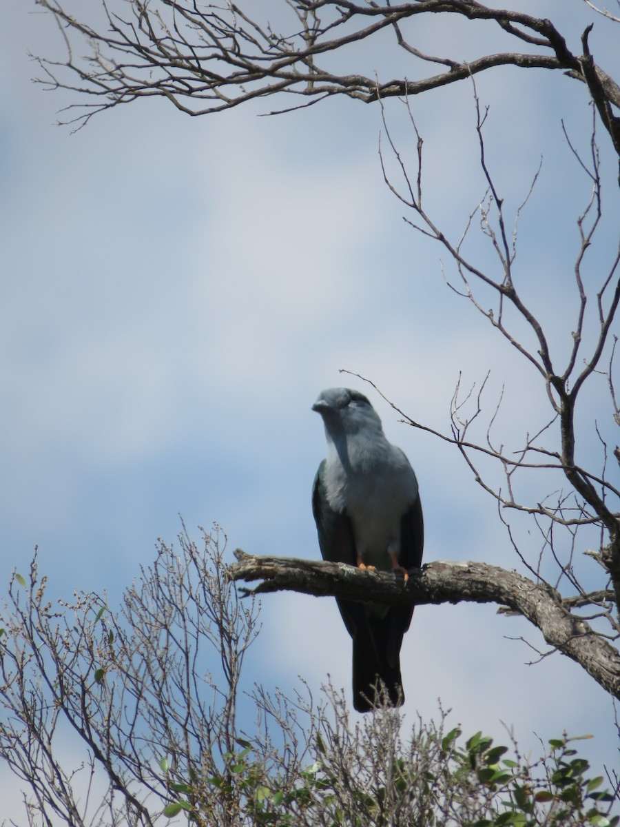 Cuckoo-roller - ML626880117