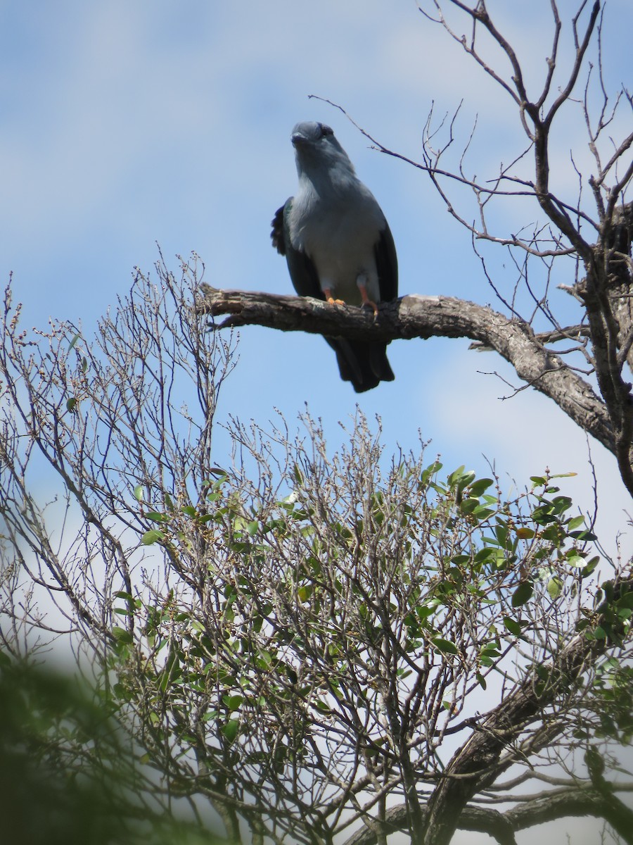 Cuckoo-roller - ML626880118