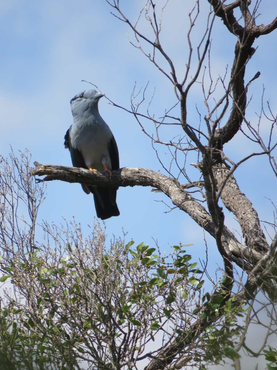 Cuckoo-roller - ML626880119