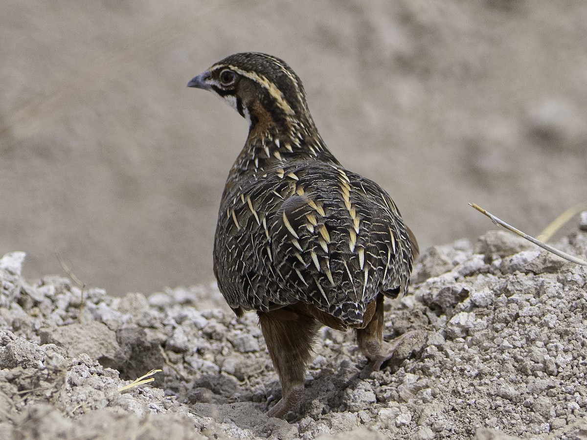 Harlequin Quail - ML626880158