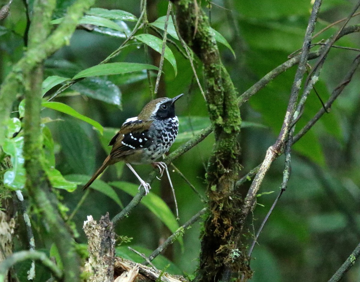 Squamate Antbird - ML626880231