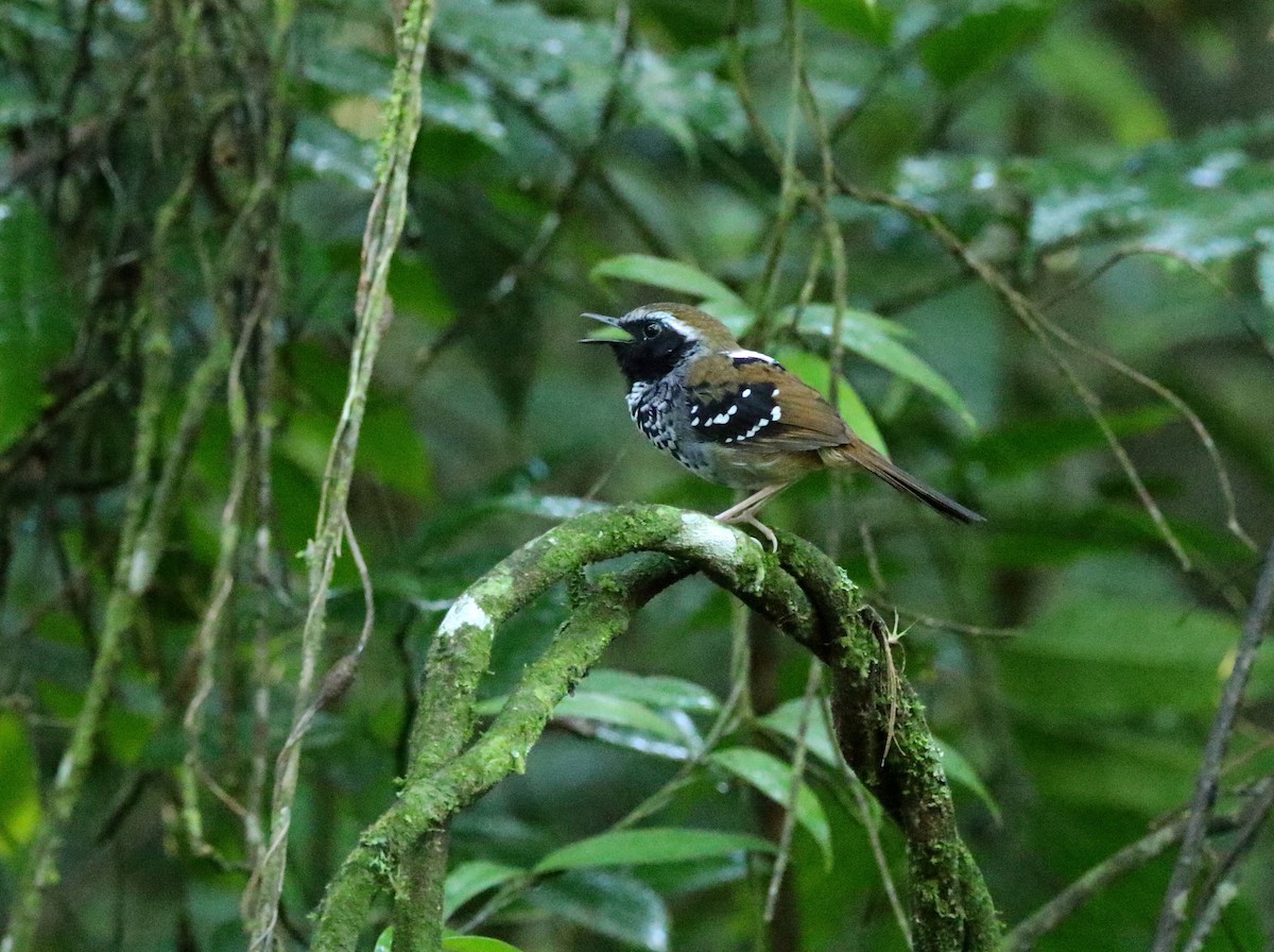 Squamate Antbird - ML626880232