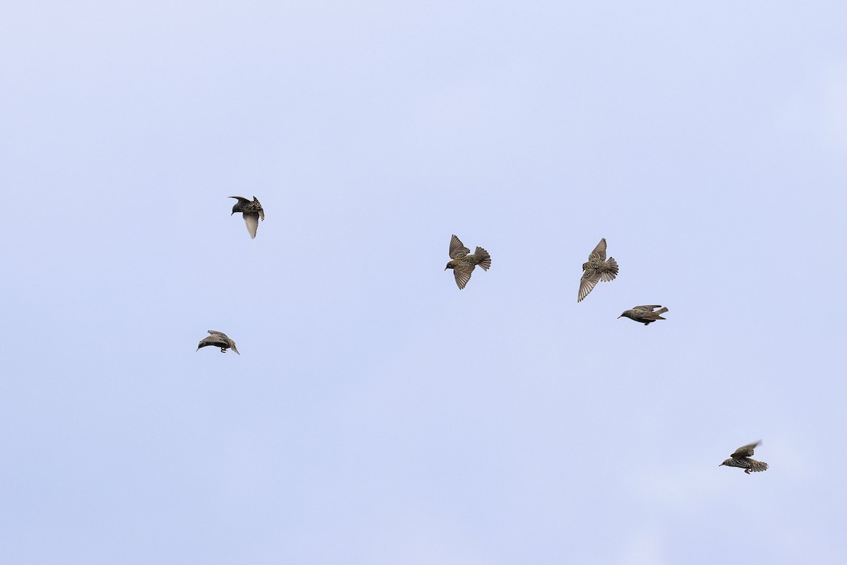 Arabazozo pikarta - ML626880252