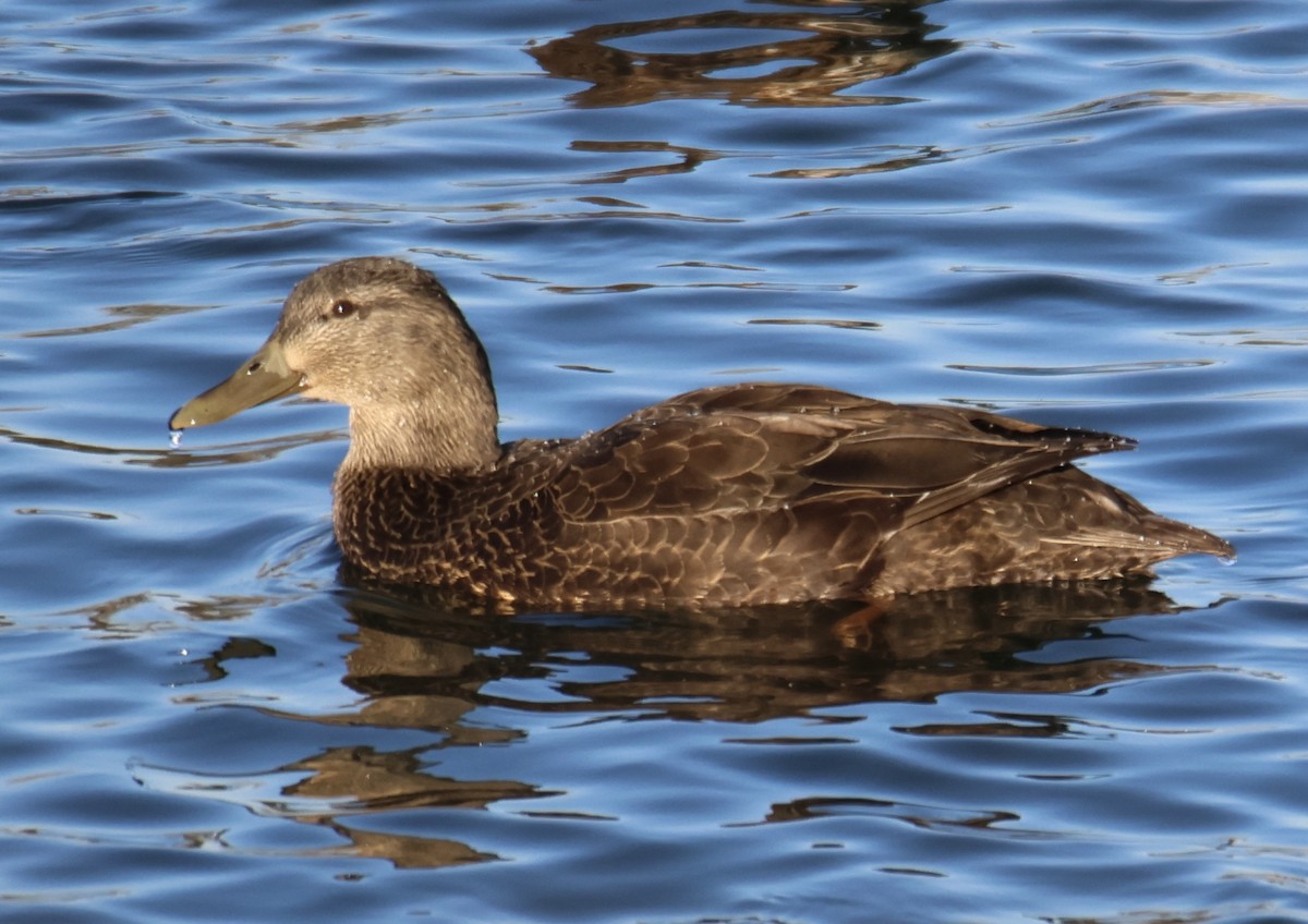 American Black Duck - ML626880631