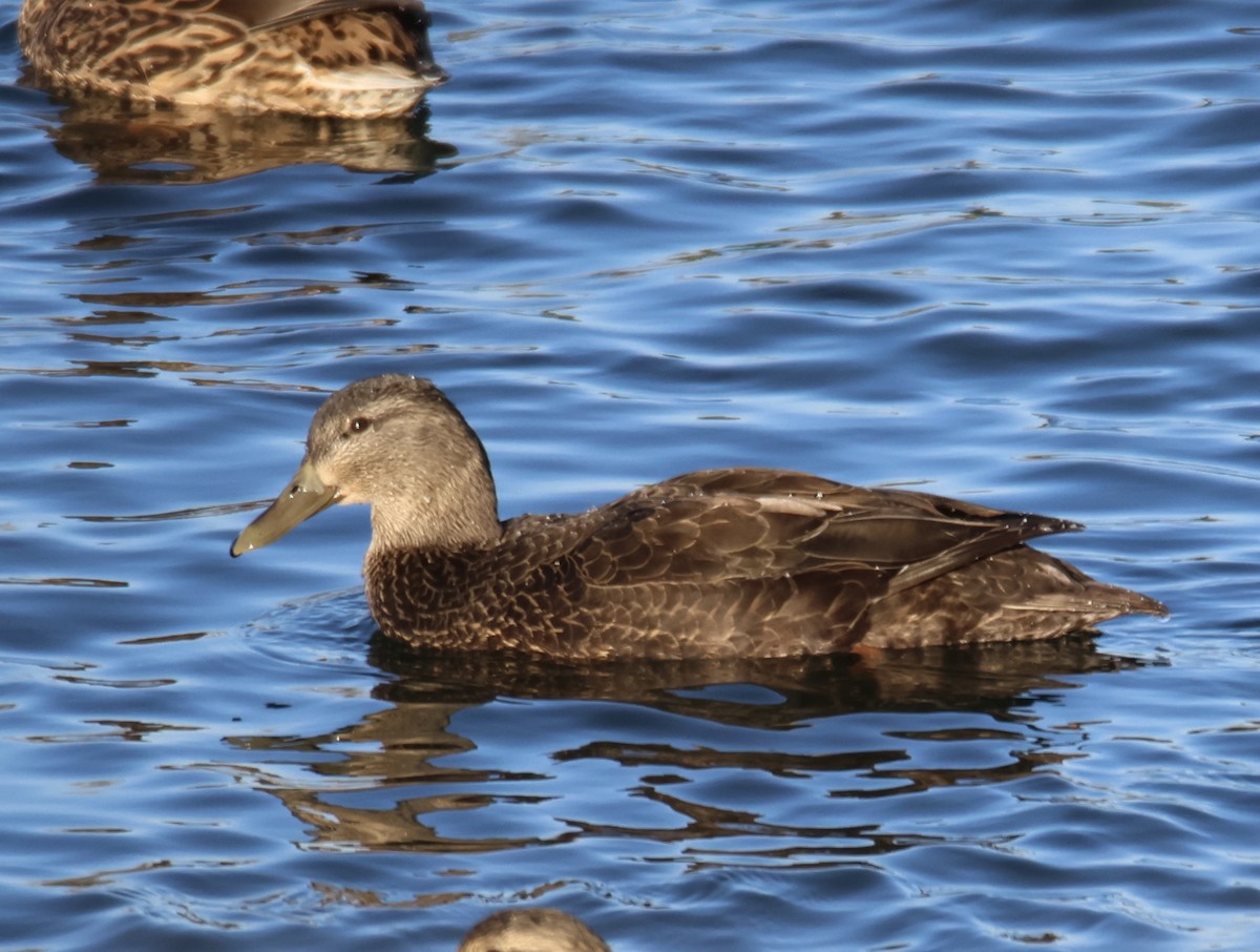American Black Duck - ML626880632