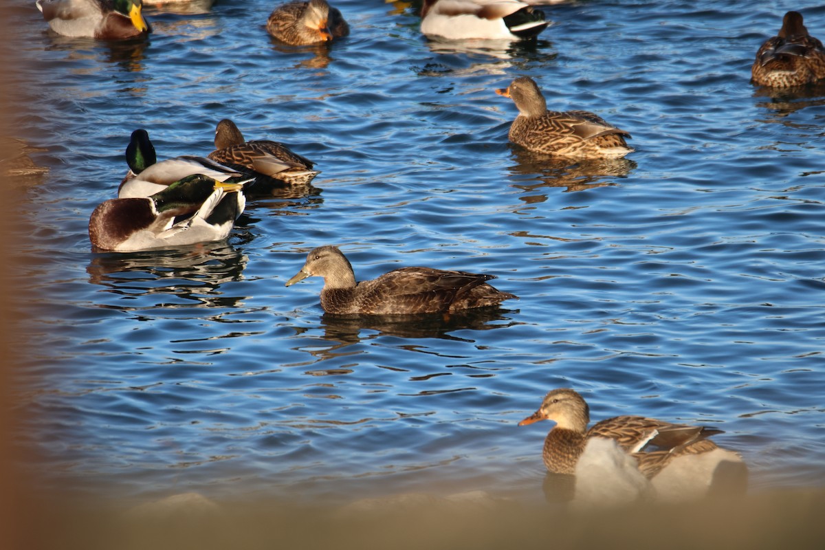 American Black Duck - ML626880633