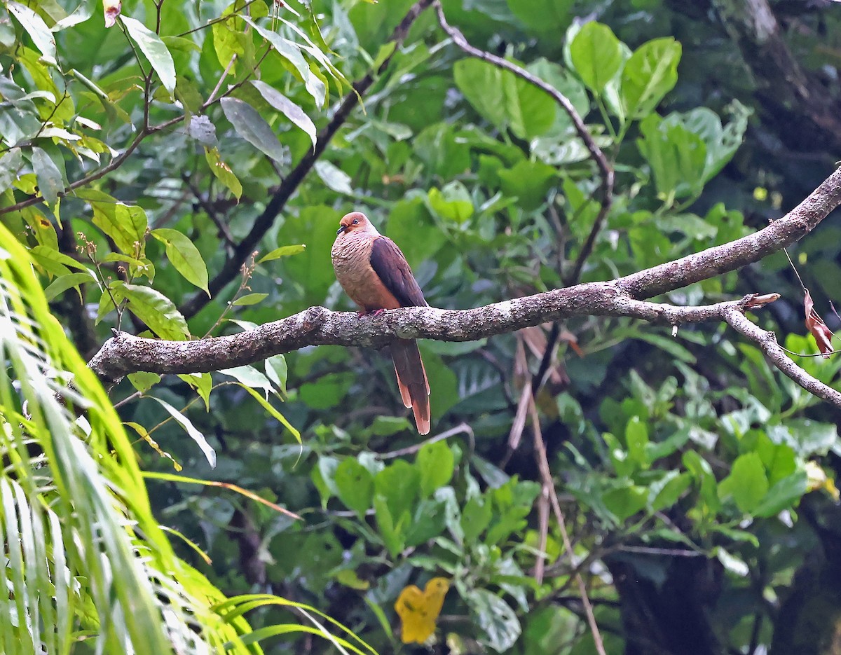 Amboyna Cuckoo-Dove - ML626880806