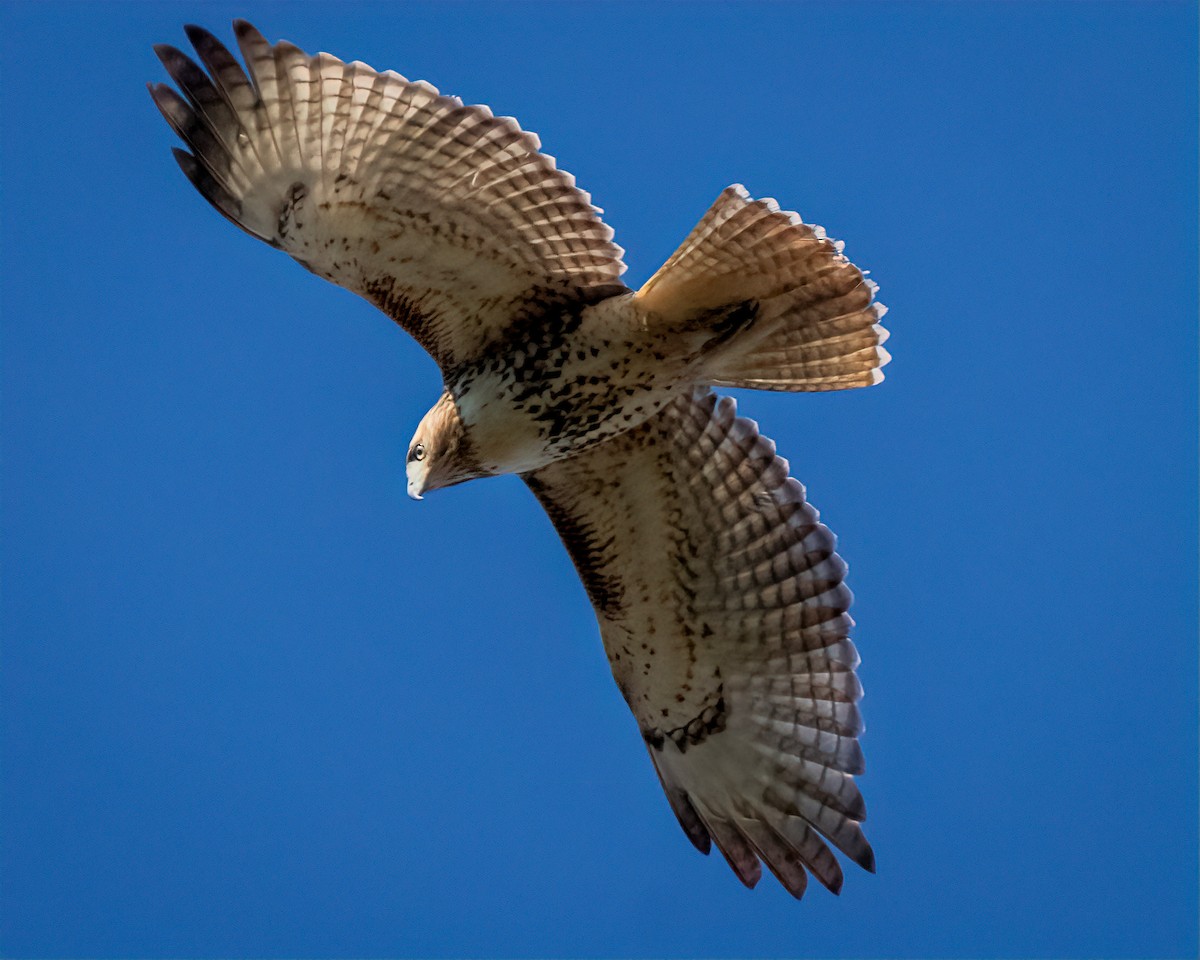 Red-tailed Hawk - ML626881005