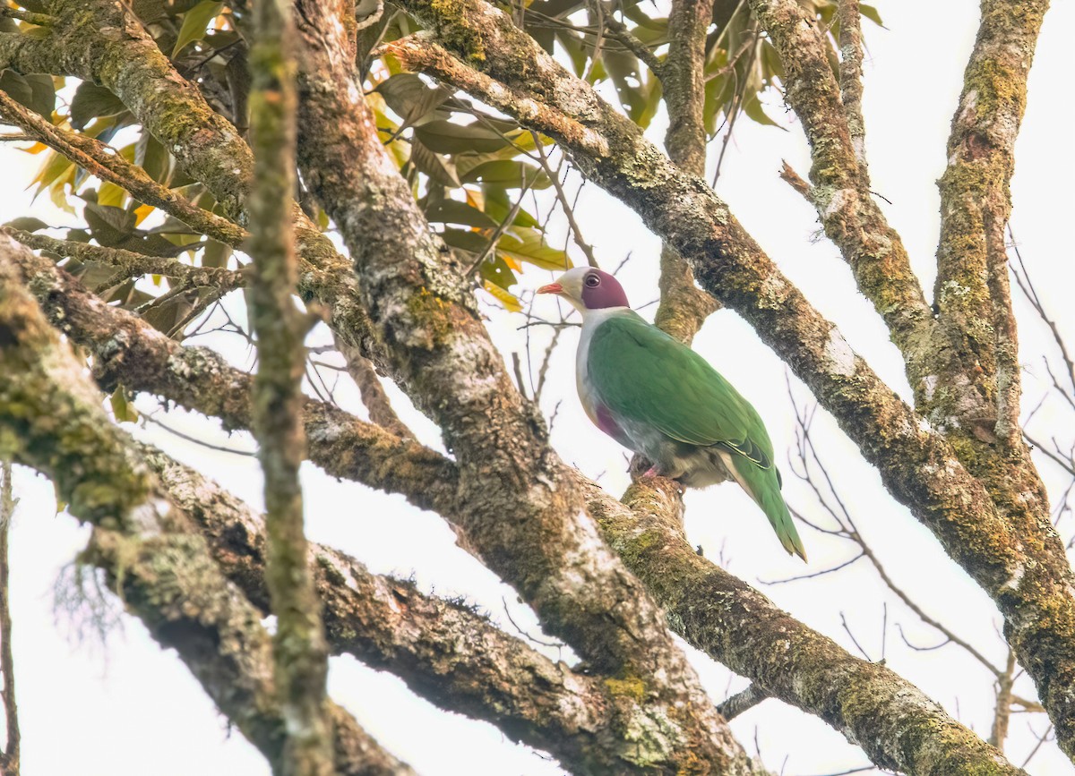 Yellow-breasted Fruit-Dove - ML626881270