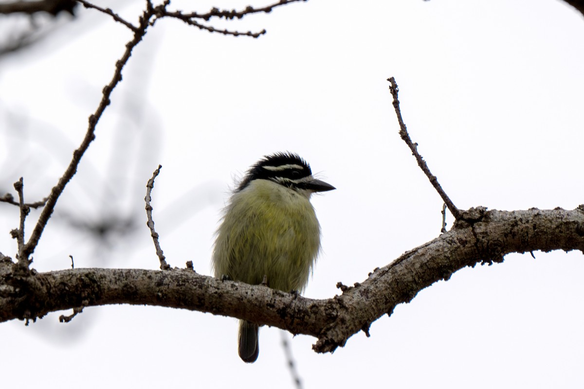 Yellow-rumped Tinkerbird - ML626881405