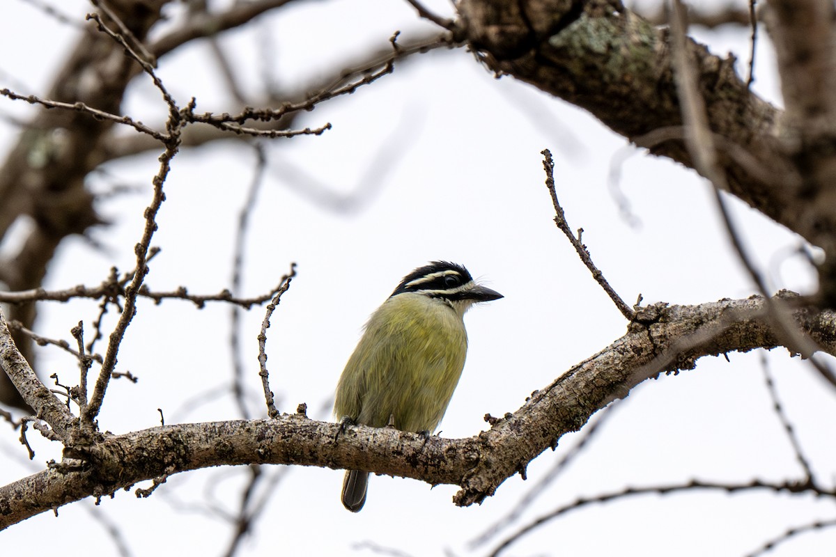 Yellow-rumped Tinkerbird - ML626881406