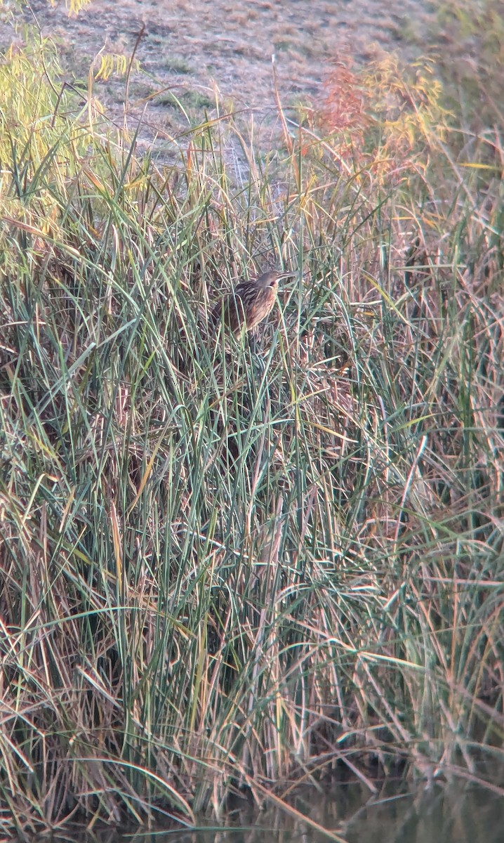 American Bittern - ML626881563