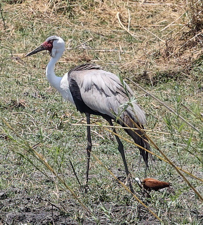 Wattled Crane - ML626881674