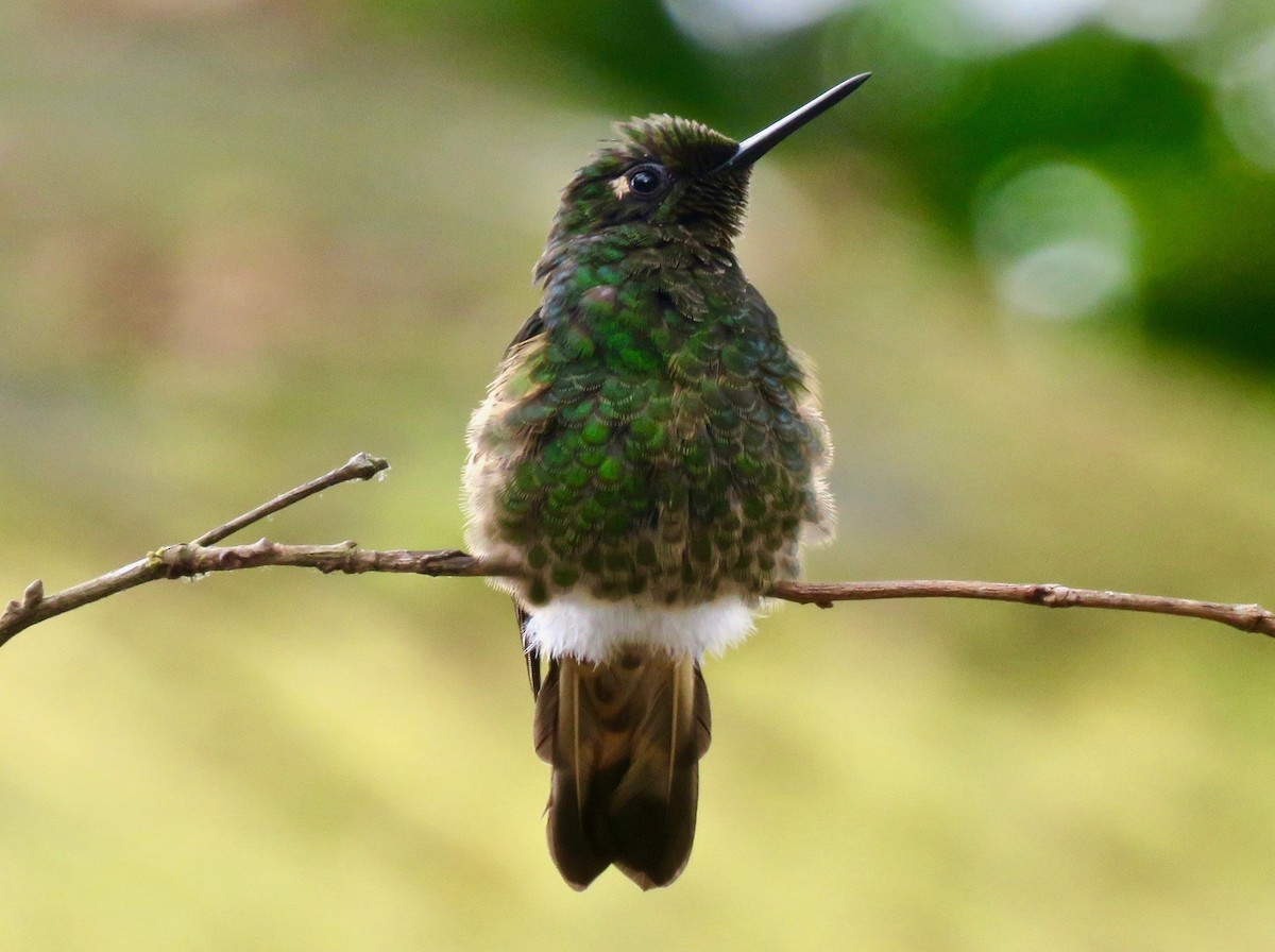 Buff-tailed Coronet - ML626881741