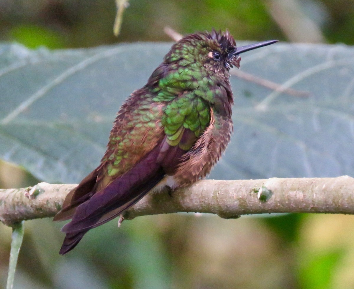 Buff-tailed Coronet - ML626881742