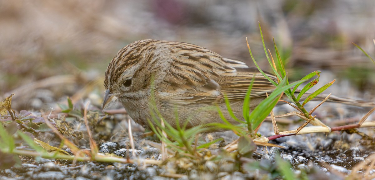 Brewer's Sparrow - ML626881776