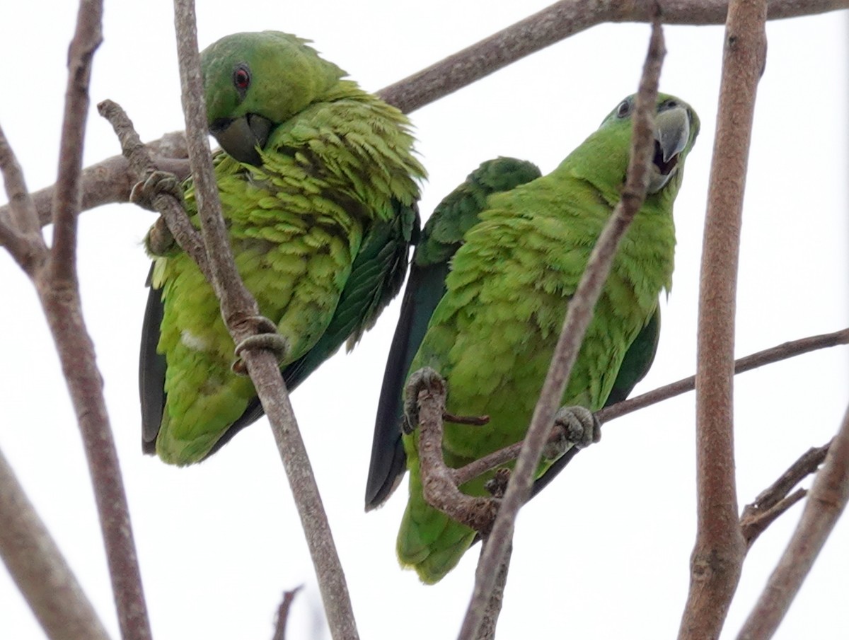 Short-tailed Parrot - ML626881980