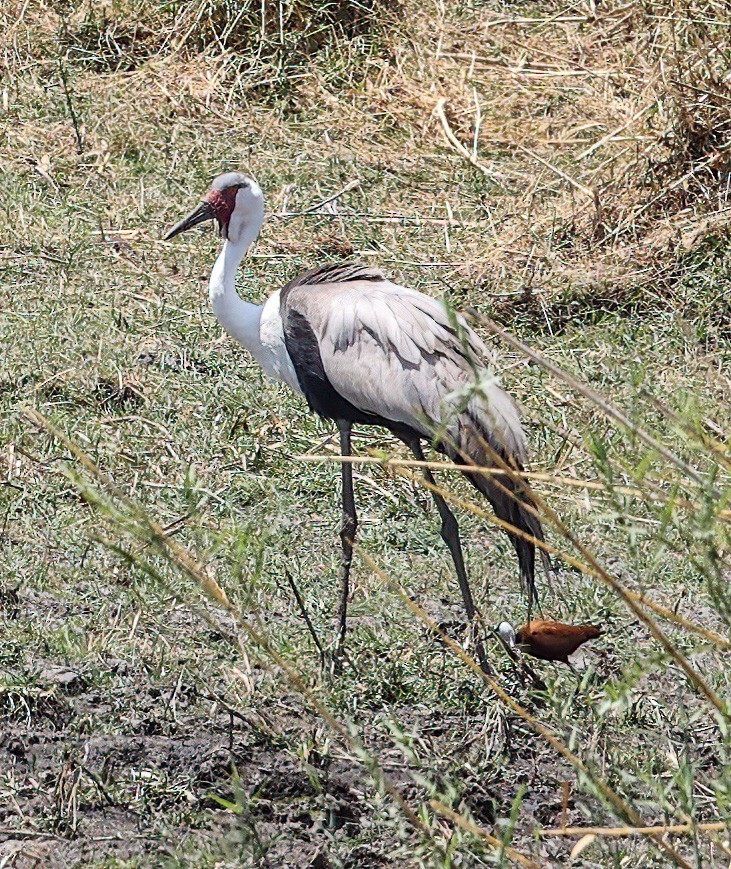 Wattled Crane - ML626881997