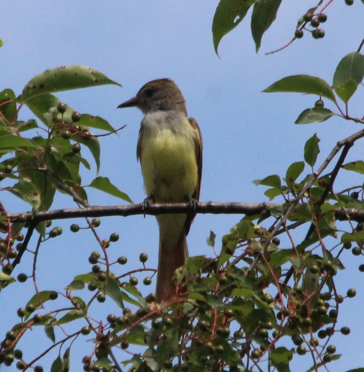 Great Crested Flycatcher - ML62688201