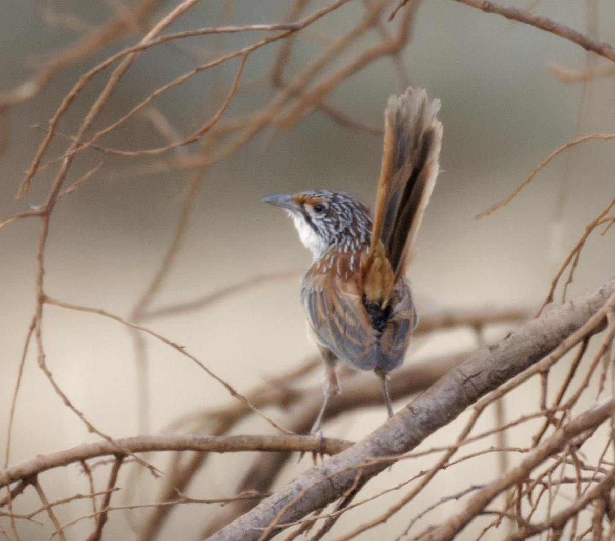 Pilbara Grasswren - ML626882165