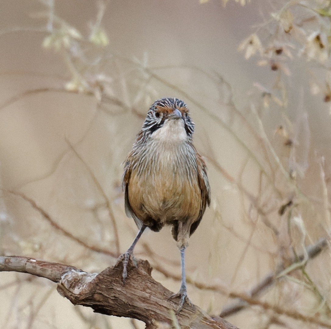 Pilbara Grasswren - ML626882166