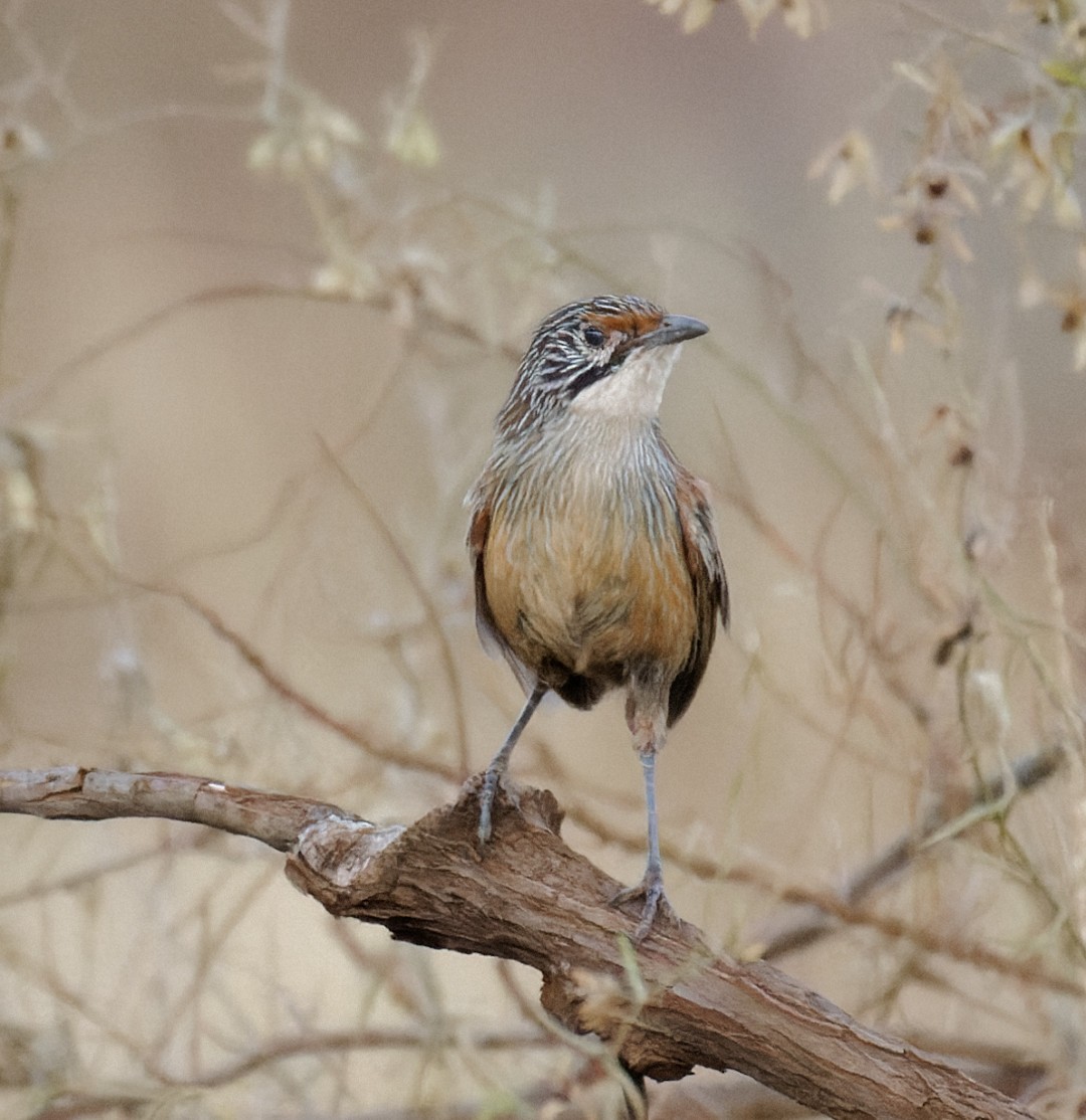 Pilbara Grasswren - ML626882167
