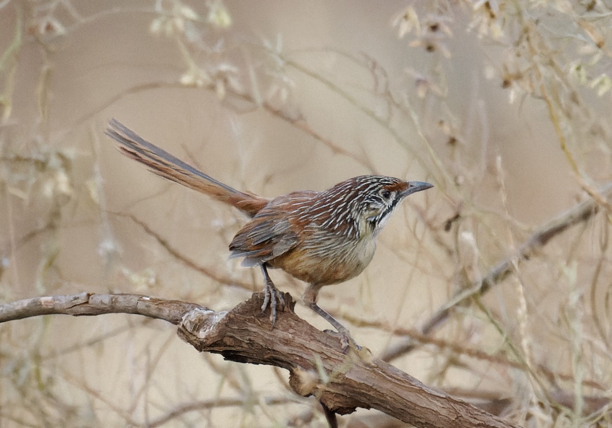 Pilbara Grasswren - ML626882168