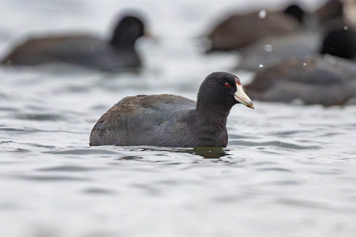 American Coot - ML626882184