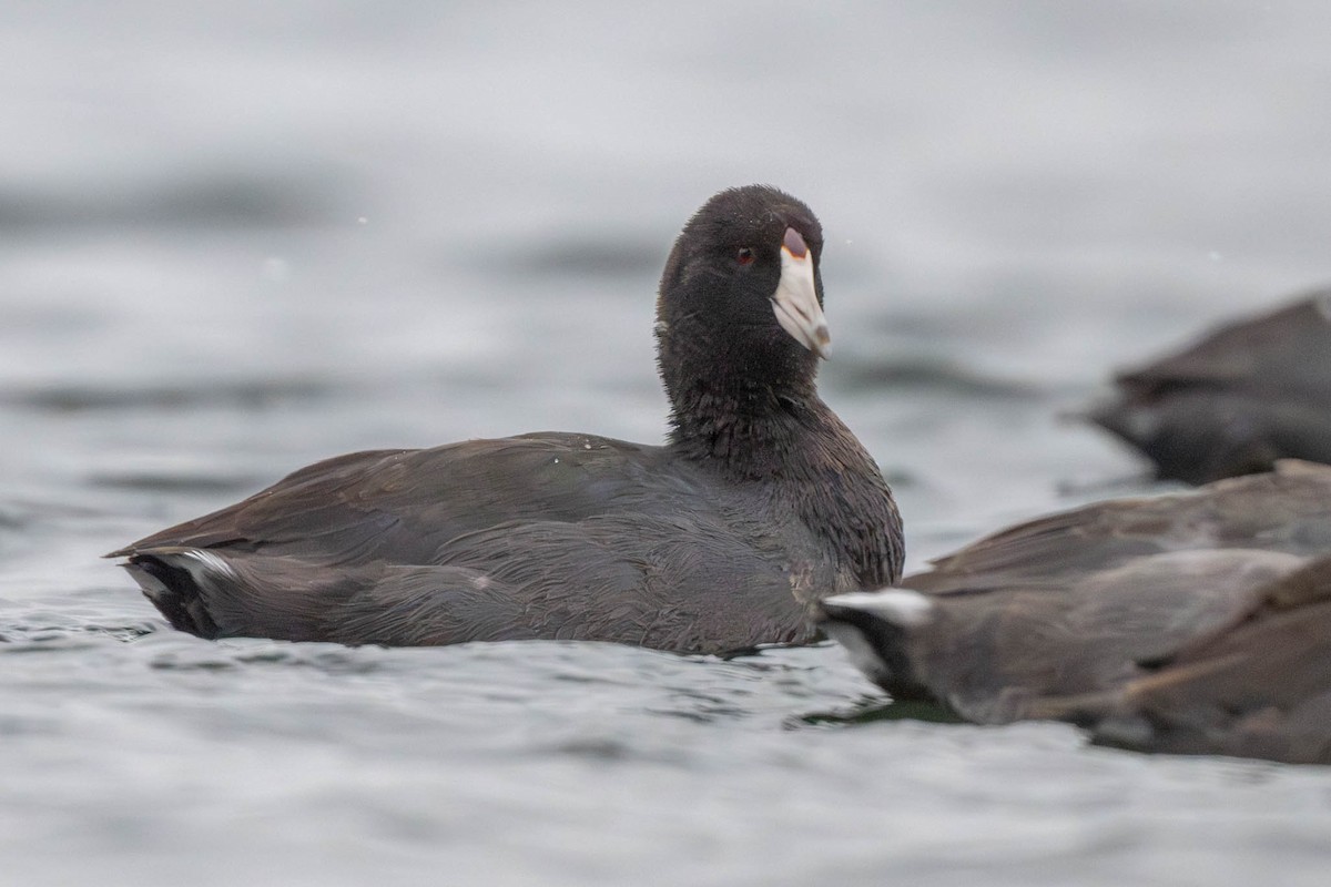 Focha Americana - ML626882185