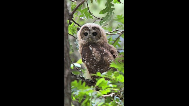 Spotted Owl - ML626882269