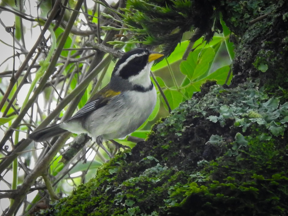 Moss-backed Sparrow - ML626882298