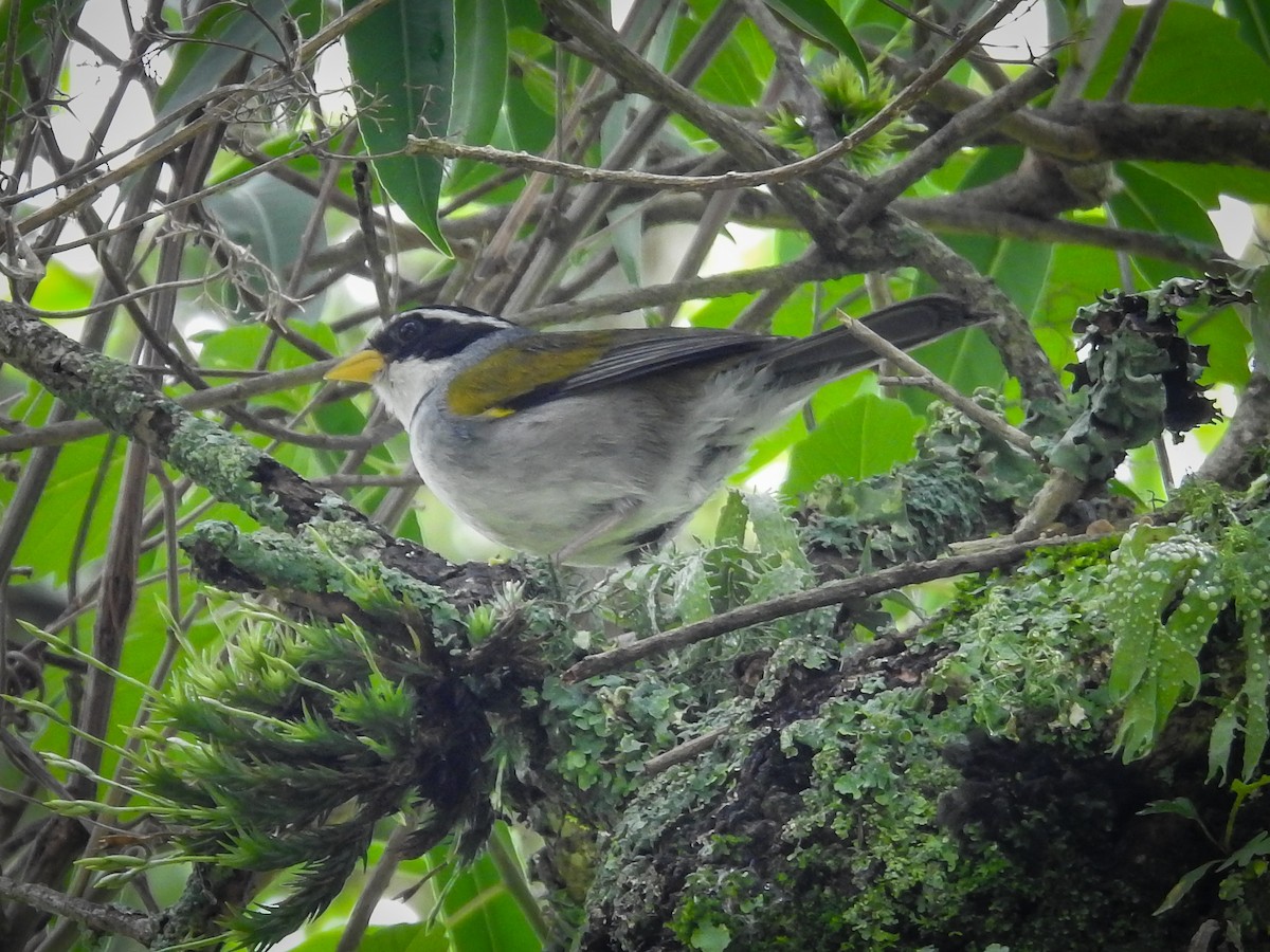 Moss-backed Sparrow - ML626882299